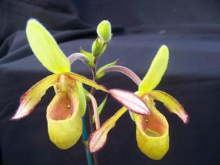 Phrag lindleyanum.jpg by VALLEY ORCHID SUPPLY Westport 98595 