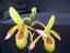 Provided by VALLEY ORCHID SUPPLY, Westport 
