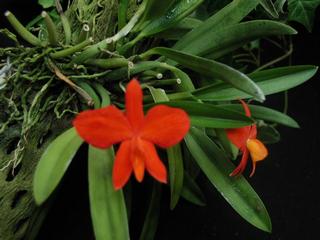  by VALLEY ORCHID SUPPLY Westport 98595 