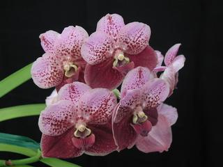  by VALLEY ORCHID SUPPLY Westport 98595 