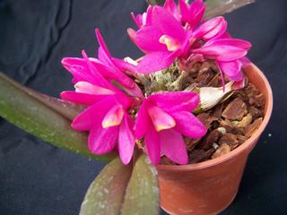  by VALLEY ORCHID SUPPLY Westport 98595 