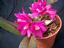 dendrobium leavifolium.jpg