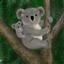 koala.jpg 