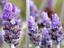 lavender1.JPG 