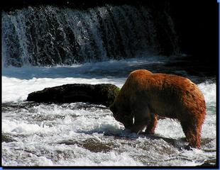 bear 2.jpg