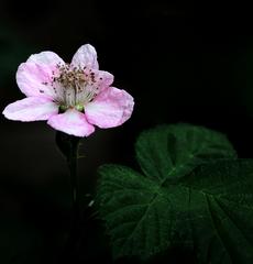  by Alaskan Photo Tours & Workshops Soldotna 99669 