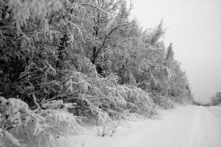Skilak Loop  Black & White 1-11-08 by Alaskan Photo Tours & Workshops Soldotna 99669 