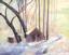 First-Snow.jpg