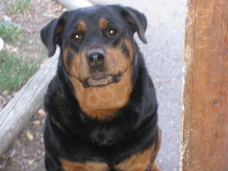 Two Rivers Boarding/Pet Sttng - Milltown, MT