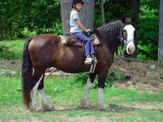 Carousel Horse Farm - Casco, ME