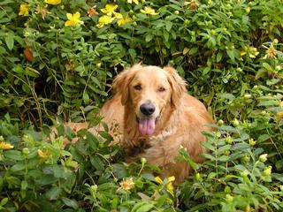 Cares 4 Critters Pet Sitting - Gaston, OR