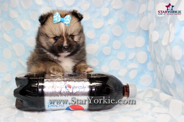teacup pomeranian for sale in sacramento pomeranian pomeranian puppies pomeranian breeder teacup pomeranian puppies teacup pomeranian for sale in sacramento pomeranian pomeranian puppies pomeranian breeder teacup pomeranian puppies
