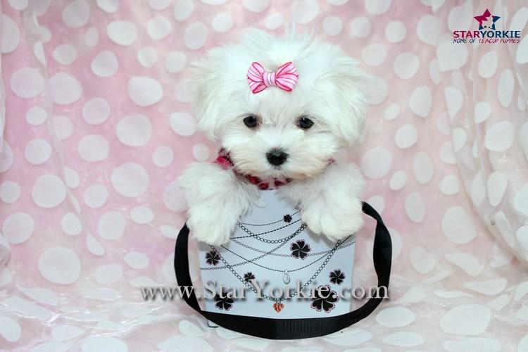 teacup pomeranian for sale in sacramento puppies tiny teacup for sale sacramento ca maltese puppy rescue california maltese teacup pomeranian for sale in sacramento puppies tiny teacup for sale sacramento ca maltese puppy rescue california maltese