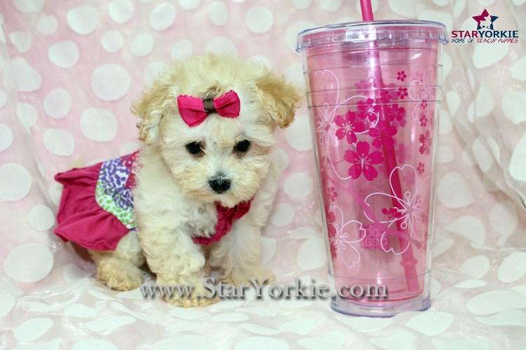 yorkie puppies for adoption in los angeles ca teacup yorkie puppies for adoption for sale in los angeles california breeds picture yorkie puppies for adoption in los angeles ca teacup yorkie puppies for adoption for sale in los angeles california breeds picture