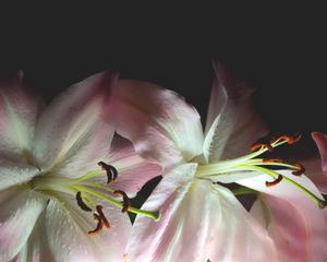 Blooms Florist - Edgewater, MD