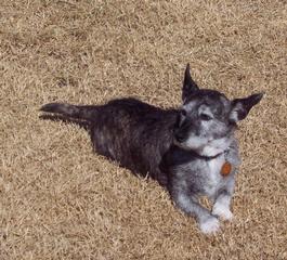 sparky