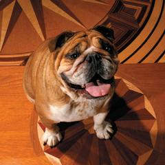 Classic Floor Designs - Washington, DC