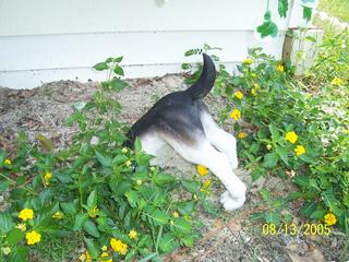 Click to view Outback Pet Grooming photo gallery