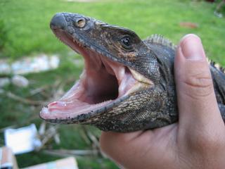 Miami Animal Removal - Miami, FL