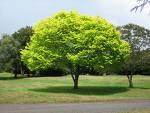 Neighborhood Emission Testing - Conyers, GA