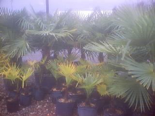 Krygier's Nursery South - Burlington, NJ