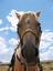 Provided by Capitol Reef Backcountry Outfitters, Torrey  