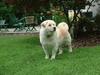 Mishu Our Great Pyreenes provided by Dave Stramara Realtor PRUDENTIAL Landis Homesale Services Schuylkill Haven 17972 