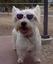 Muttley Crew Pet Sitting, LLC