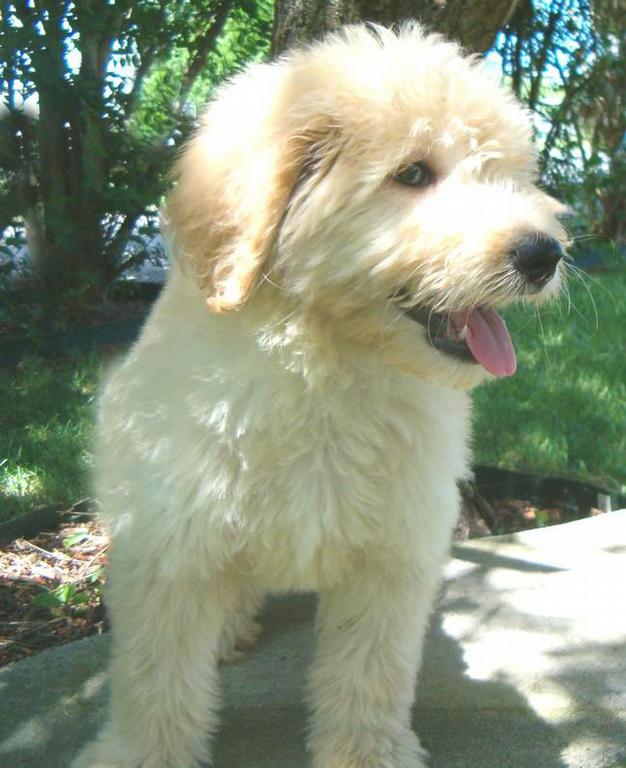 golden retriever mixed with a poodle. It allows for more Golden