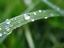 blade_of_grass.jpg