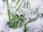 snow-grass 2.jpg