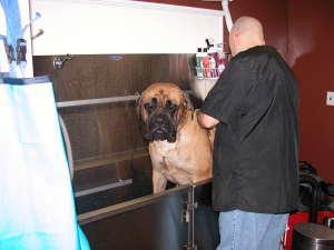 K 9 Corner Self Serve & Full - Whitman, MA