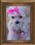 Buypoodles