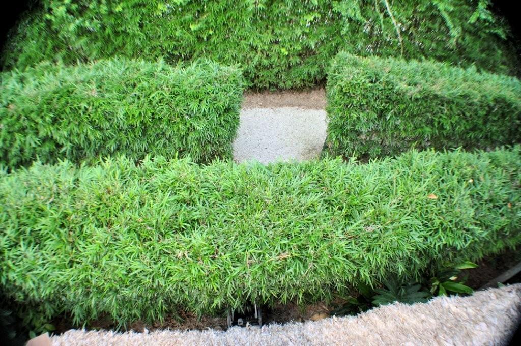 Graceful Bamboo Hedge from Tropical Bamboo® Nursery & Gardens in Loxahatchee, FL 33470