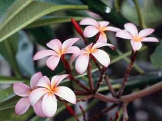 Frangipani Flowers.jpg provided by lynn's bridal &party planning inc Schuylkill Haven 17972 
