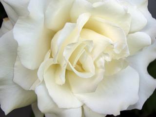 White Rose.jpg provided by lynn's bridal &party planning inc Schuylkill Haven 17972 