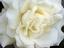 White Rose.jpg