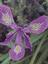 Sustainable Design Strategies (The Garden Angels Landscape Design, Project Management & Contracting, LLC)