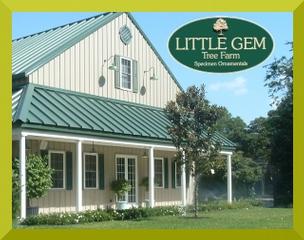 Little Gem Tree Farm - Saint Helena Island, SC