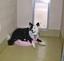 Country Pet Inn