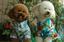 Accounting Services of Maui / New Start Accounting, Bookkeeping, Tax, Internet Marketing