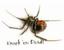 Provided by Resolute Pest Control, LLC, Syracuse 