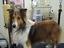 Provided by Hot Diggity Dog Grooming, Blandon 