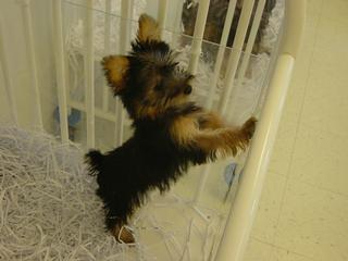 ... Puppies Palm Beach Gardens 33418