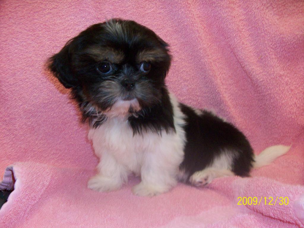 shih tzu provided by Lovable Puppies Palm Beach Gardens 33418