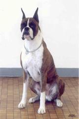 Miles & Miles Dog Training - Kansas City, MO