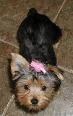 All Breed Dog Grooming New Richmond Wi All Breed Dog Grooming New Richmond Wi