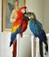 Provided by Bills Pet Shop, Havelock 
