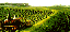 Provided by State of Louisiana Agriculture & Forestry Department, Grand Cane 