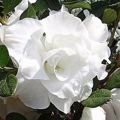 Prien Pines Nursery - Lake Charles, LA